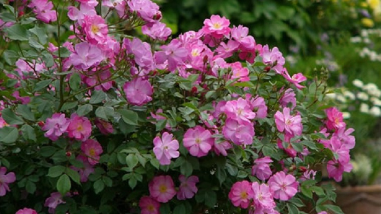 ラベンダードリーム（Lavendery Dream）｜花咲かおまさ