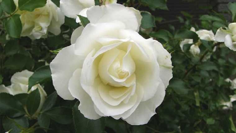 ホワイト 薔薇が好き様 ホワイト・メイディランド（White Meidiland）｜花咲かおまさ