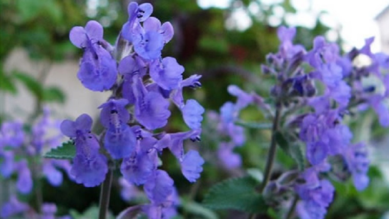 キャットミント｜花咲かおまさ