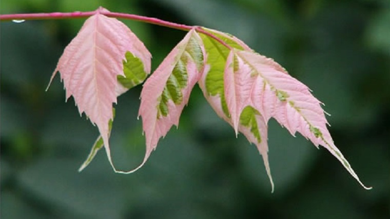 ネグンドカエデ フラミンゴ 園芸ネット本店｜ネグンドカエデ：フラミンゴ3-3.5号ポット の通販【公式】